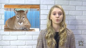 История пумы Атоса #пума #приютспасименя