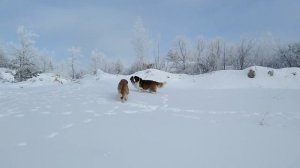 Сенбернары гуляют в горах Жеральд (2 г. 5 мес.) и Симка (11 мес.) Щенки сенбернара +79171154106