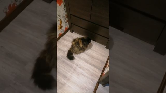 Кошка хочет в гардероп