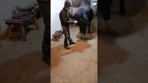 Заготовка волос для струн на моринхур. Нужен волос конский +79085949855