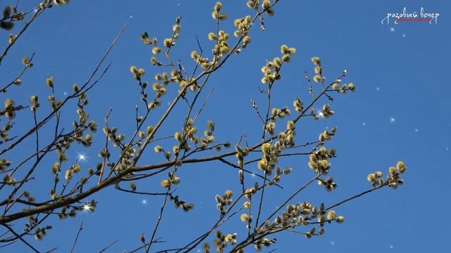 25 АПРЕЛЯ - ВЕРБНОЕ ВОСКРЕСЕНЬЕ! смотреть онлайн