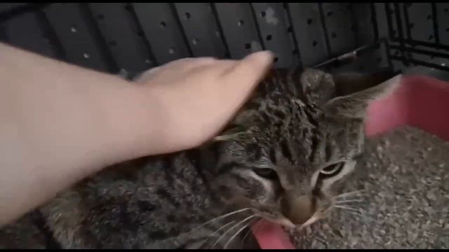 Братва на "шкапе" следит за всеми. Ленин прайд.