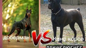 КАНЕ КОРСО VS ДОБЕРМАНА КТО ПОБЕДИТ?