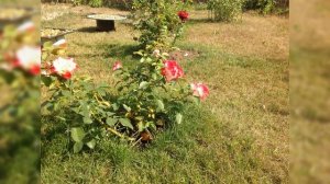 Роза Юбилей Санкт-Петербурга