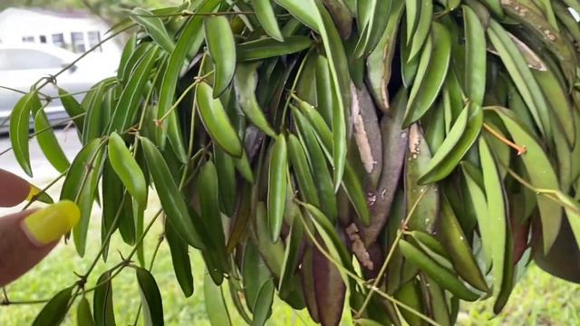 Hoya Wayetii blooming смотреть онлайн