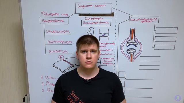Типы соединения костей / Суставы, связки и сухожилия / Артрология смотреть онлайн