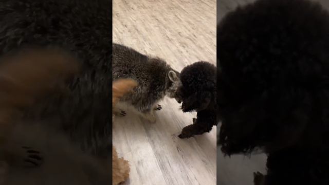 raccoon playing with dog