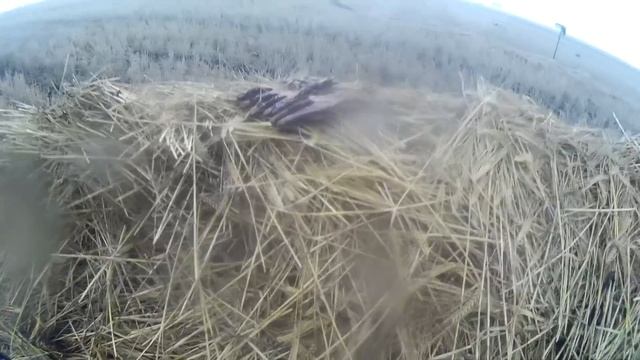 Супер охота на крякву в сентябре на полосе!Тысячи лебедей и журавлей. смотреть онлайн