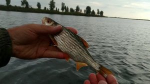 Рыбалка на Лебяжьих озерах / Рыбалка на фидер ловим карася, чебака, леща / Рыбалка на щуку и окуня