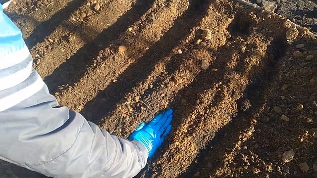 Что можно посеять под зиму на ранний урожай. Как и когда сеять под зиму.