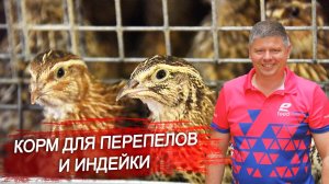 Корм для перепелки и индюков. Повышаем эффективность и производительность  птицы. Советы зоотехника.