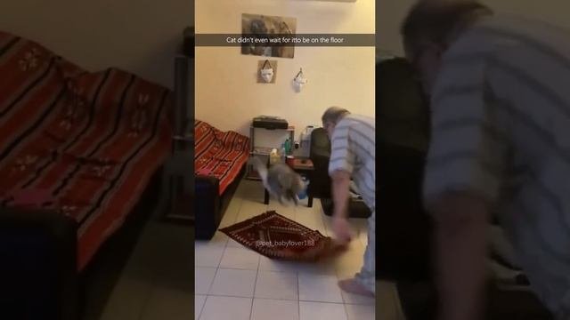 Котики
