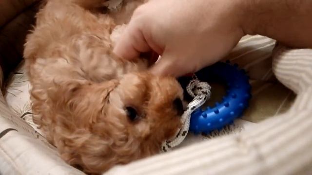 Как отучить щенка  кусать руки. Я и мои хвост Ы))) смотреть онлайн