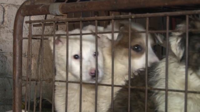 Замерзшие лапы, уши и хвосты смотреть онлайн