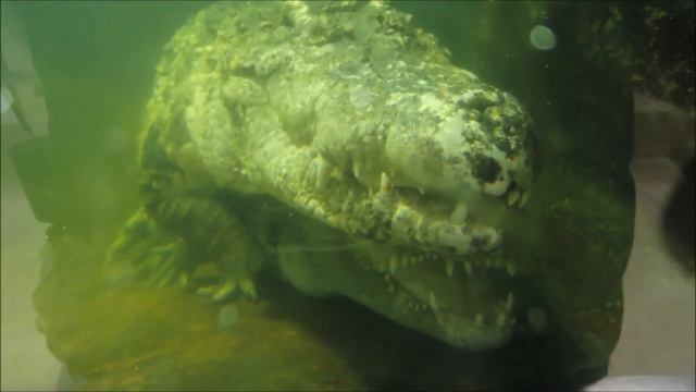 Московский зоопарк 2021. Сиамские крокодилы. Брачный период. (Сrocodiles) смотреть онлайн