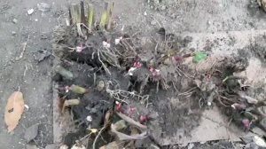 КАННЫ. Как хранить зимой.