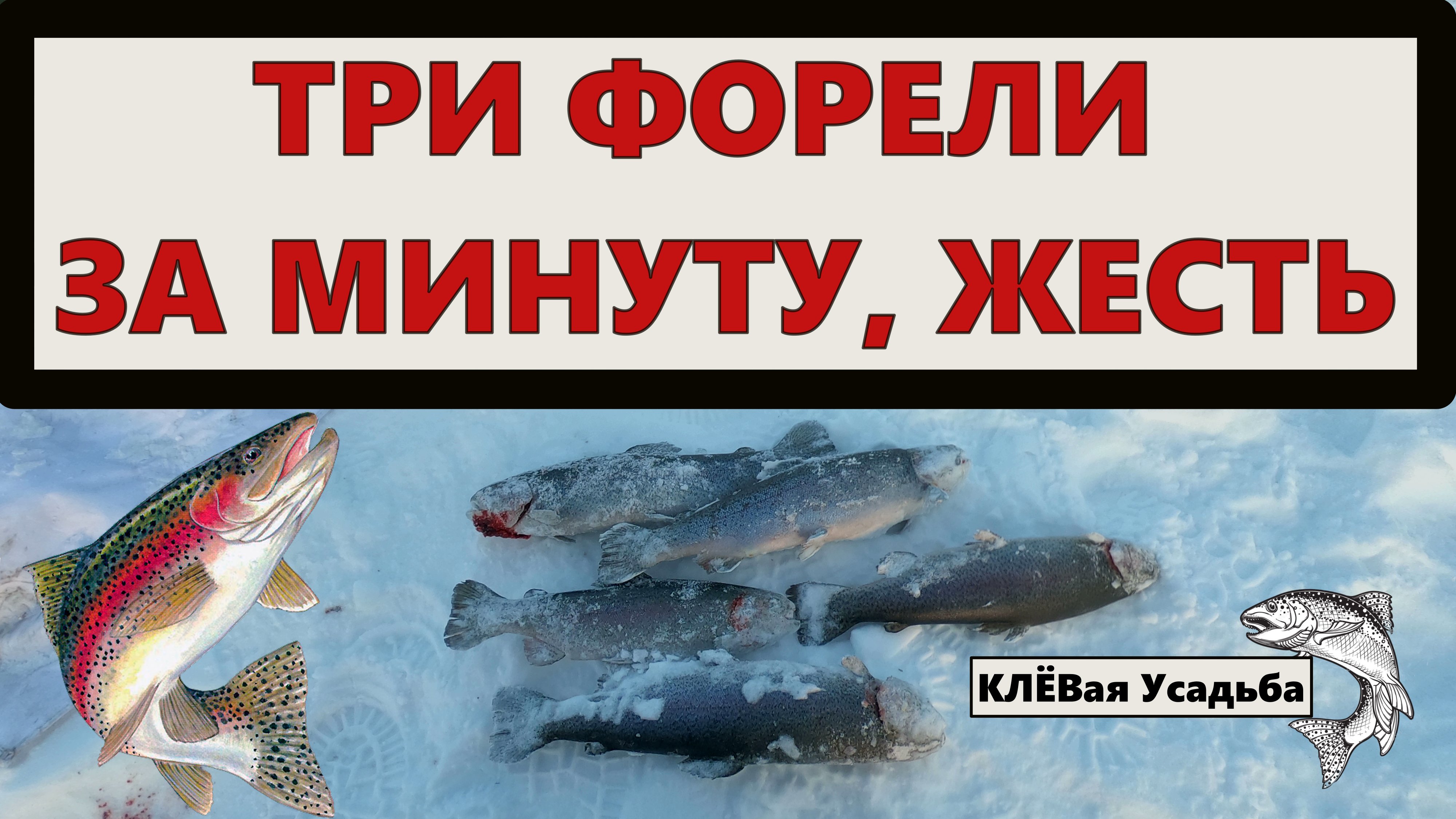 ТРИ ФОРЕЛИ ЗА МИНУТУ, ЖЕСТЬ. Ловля форели.