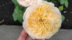 Роза Джульетта