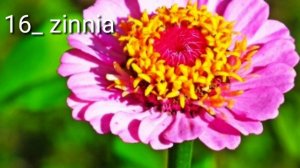 Top Summer Flower Plants Name | Best Summer Flowering Plants | Summer Flower Plants Name |