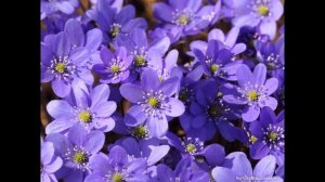 ПЕЧЕНОЧНИЦА  (HEPATICA)  сем. Лютиковые