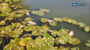 Массовую гибель рыбы в озере Ломпадь зафиксировали местные жители