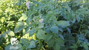 Мистер "Х" - картофель "Лапоть розовый". Обзор сортов на устойчивость к фитофторозу.