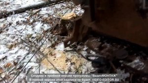 Вывоз леса хлыстами и погрузка на т-40. Часть 2