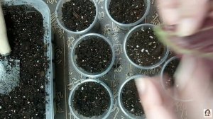 Размножение Бегонии фрагментом листа/листом. Декоративно - лиственная Бегония, размножение