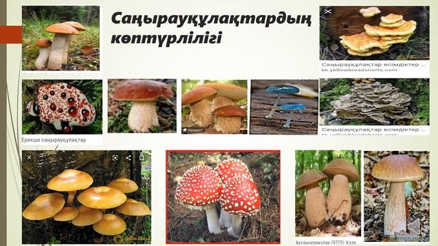 Саңырауқұлақтар   - тірі ағзалардың ерекше патшалығы