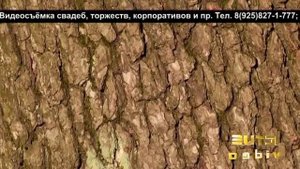 2 класс видеосъёмки (формат SD 720x576). Камера Panasonic AG-AC 160 AEN