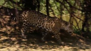 Животные, Лев? Тигр? и другие хищники, для детей,видео про животных