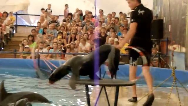 Дельфины, белый кит и морские котики смотреть онлайн