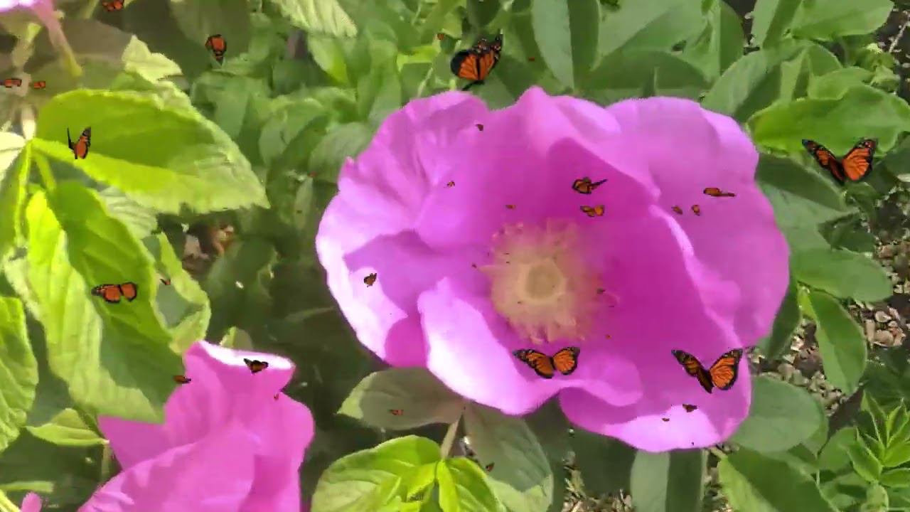 BEE, Bumblebees, Пчелы, шмели, бабочки белый шиповник