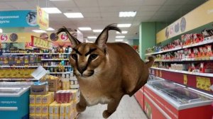 шлёпа поджог пятёрочку!