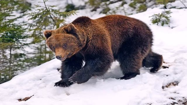 Сон Медвежонка. По Р. Фархади
