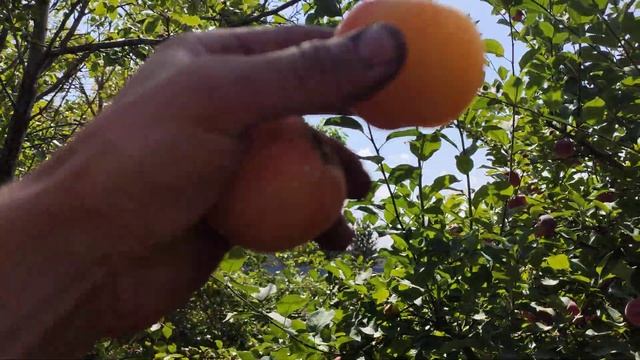 А у Вас растут наливные яблочки? Питомник Долбня. смотреть онлайн