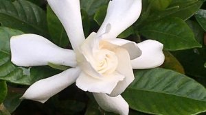 6/11 치자나무. Gardenia jasminoides It’s good for fever,diuresis,hemostasis in herbal medicine.