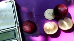 Сверхранний бордо Виноград сверхраннего срока созревания. Теплова Татьяна. Вайбер +380956118435