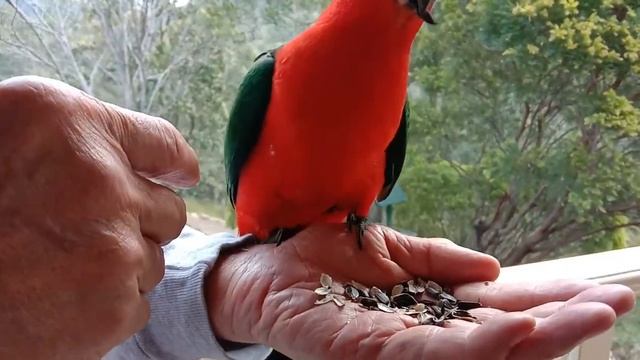 How to hand feed King Parrots, make friends with King Parrots by hand feeding .. смотреть онлайн