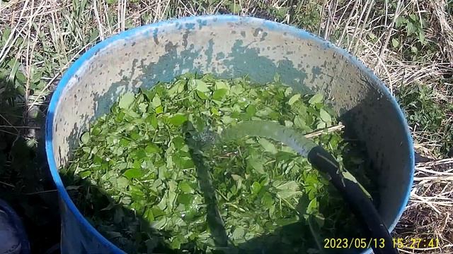 Чтобы получить 20 килограм Огурцов для роста нужно вот такая подкормка Зелёным удобрением! смотреть онлайн