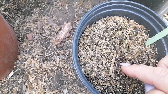 Гортензии цветут в полную силу, НО не все. Какие сорта халтурят?  #гортензия, #гортензияметельчатая