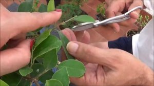 Ficus , diseño , injertos y tensores