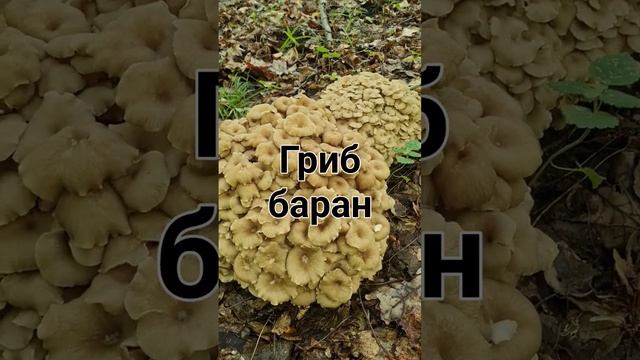 Гриб баран и 9 лет тюрьмы? ‼️Красная книга России‼️ Тихая охота.