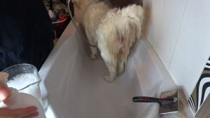 Как помыть самоедскую собаку