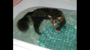 Как купать котенка Простые правила