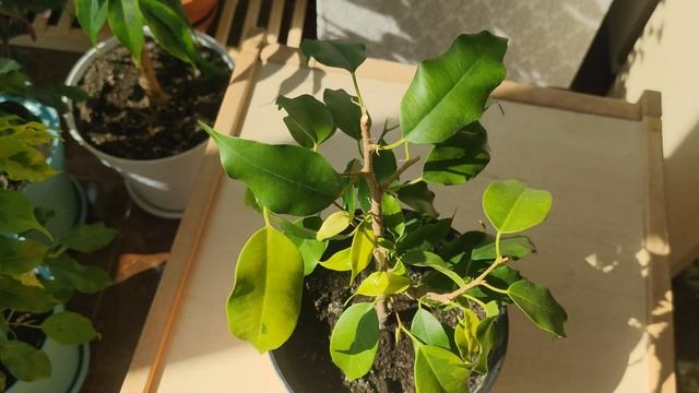 ЭКСКУРС ПО СОРТАМ ФИКУСОВ БЕНДЖАМИНА/ОПИСАНИЕ СОРТОВ/СРАВНЕНИЕ ПОХОЖИХ СОРТОВ. Моя коллекция фикусо смотреть онлайн