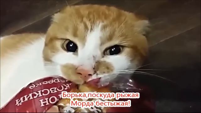 Боря,отдай булку! Супер песня про кота Борю.