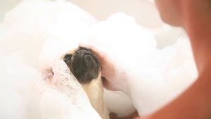 Шампунь для собак Beaphar (беафар)