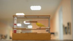 ІX-й чемпионат канареек овсяночного напева "Лучший кенар-солист 2019"