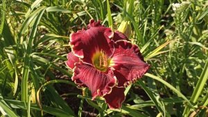Лилейник Вельвет Трон . Hemerocallis Velvet Throne.